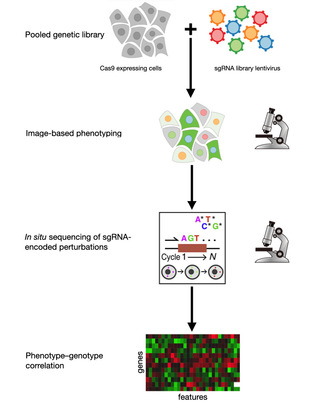In an optical pooled screen, a genetically diverse library of living cells is imaged and characterized for phenotypic variations without knowing the genotype of the cells.  The genotypes are identified in situ after the cells have been fixed or by physical extraction of interesting phenotypes, followed by sequencing
