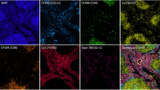 Seven-color imaging of a fixed mouse spleen tissue section at 10X magnification.  The tissue was stained with Tyramide Signal Amplification using  Kromnigon’s StreptaClick-HRP Multiplex IHC kit and imaged with Kromnigon’s SpectraSplit 7 filter set at 10X magnification.  Multiplexed detection of DAPI, CF430, CF488, Cy3, CF594, Cy5 and Opal 780. Biotinylated antibodies used in combination with the fluorochromes include anti-CD11c, anti-CD4, anti-B220, anti-CD8a, anti-F4/80 and anti-Gr-1. Image and supporting technical details provided courtesy of Per Fogelstrand (Kromnigon, Gothenburg, Sweden).