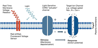 Figure 1. Schematic of optically-actuated membrane depolarization coupled with voltage-sensitive fluorescence detection as implemented on the VOLTA Scanner.