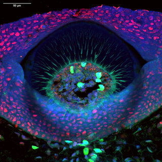 The video and image was taken during the MBL Optical Microscopy and Imaging in the Biomedical Sciences (OMIBS) course using ZIVA Light Engine for Yokogawa CSU-W1 Nikon Ti2 system with a 40x Silicon/1.25 NA objective.
A cross-section through the tooth-like scale (denticle) of a Little Skate (Leucoraja erinacea) embryo. The green channel (Alexa 488) is staining for collagen II (and shows autofluorescent blood cells), the red channel (Alexa 594) stain is for PCNA, and blue is a DAPI counterstain. 
