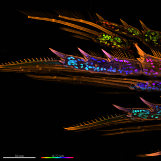 A ZIVA for Yokogawa CSU-W1 spinning disk system with a 60x objective was used to capture an image of the legs of a marine copepod. The organism was stained with a membrane dye to show the exoskeleton which was already slightly autofluorescence. The rainbow colors denote different nuclei and the color changes based on the location within the organism. 
