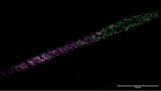 Live cell image of Arabidopsis seedling expressing EB1-mNeon. The microtubules are shown in magenta and the EB1 "comets" polymerizing the ends of the microtubules are shown in green. This was taken ZIVA Light Engine for Yokogawa CSU-W1 Nikon Ti2 system with SoRa using a 20x magnification.
