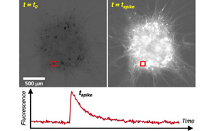 Figure 2: Calcium fluorescence trace detection from millimeter scale neuronal tissue