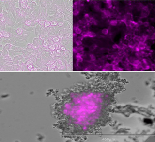 Cells labeled with BeRST dye. hIPSC-sensory neurons (A), hIPSC-cardiomyocytes (B), and 3D hIPSC-cardiomyocytes (C) loaded with1 µM BeRST dye. 