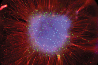 Full well acquired by TARGA showing radial organization of organoid. Image by Sakshi Bansal