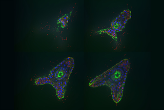 Various Z-sections of a late blastula stage of the sea urchin Arbacia punctulata stained for microtubules (red), actin filaments (green), and DNA (blue).