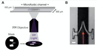 Fabrication of model venous valves by patterned photopolymerization of PEGDA. Controlled polymerization is driven by UV light from a SOLA light engine in the presence of the photoinitator 2-hydroxy-2-methyl propiophenone. (B) Image of a model bicuspid valve. Red arrow indicates the direction of fluid flow. Scale bar = 100 μm. Reproduced from Schofield et al. (2020)2 under the terms of the Creative Commons Attribution License.