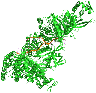 Crystal structure of the RecA-DNA complex