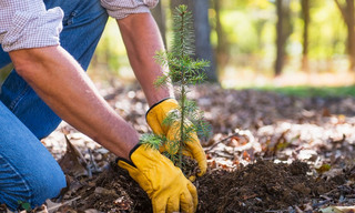 Man planting tree as living tribute. 