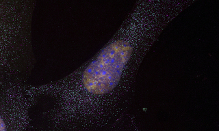 5plex mouse embryonic fibroblasts expressing MS2-tagged beta-actin mRNA. Red Halo-JF549-NLS-MCP, Green Atto594 POLR2A mRNA FISH, Blue DAPI, Cyan Cy5 beta-actin-MS2 mRNA FISH, Magenta Alexa Fluor 488-anti-DDX6 immunofluorescence. 