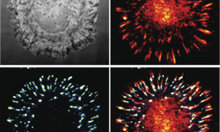 Cos-7 cells spread on a tension gauge tether (TGT) surface and imaged on a Nikon Ti2 eclipse microscope using a Lumencor light engine and a turret wheel with different excitation and emission filter cubes - The RICM image (panel 1) was taken by removing the emission filter from the path. Cell tension indicated by TGT probe opening (panel 2) and paxillin staining (panel 3). 