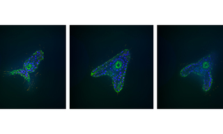 Figure 2: Various Z-sections of a late blastula stage of the sea urchin Arbacia punctulata stained for microtubules (red), actin filaments (green), and DNA (blue).