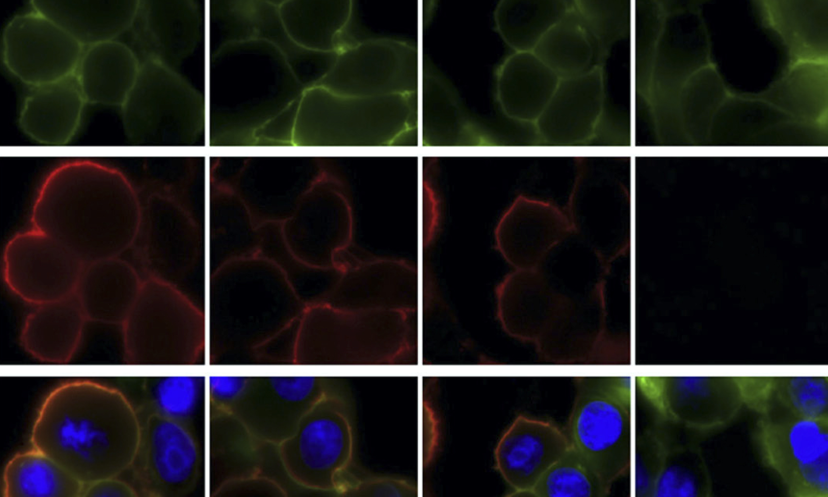 Validation of mammalian cell surface display of SARS-CoV-2 spike ...