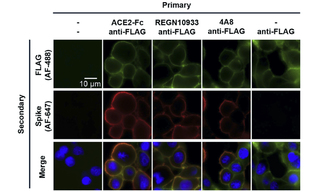 Figure 1. Immunofluorescence microscopy validation of SARS-CoV-2 spike glycoprotein localization on human embryonic kidney (HEK293T) cell surfaces.  Images acquired using 60X magnification on a NikonTs2R-FL microscope with illumination from a SOLA Light Engine. Green fluorescence indicates expression level.  Red fluorescence indicates binding of ACE2 and neutralizing antibodies REGN10933 and 4A8. Blue fluorescence indicates nuclear staining by Hoechst 33342. Reproduced from [1] under CC BY 4.0. 