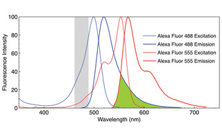 Figure 1. Normalized fluorescence excitation and emission spectra of Alexa Fluor 488 and Alexa Fluor 555 fluorophors. The region of emission spectral overlap is shaded in green. The region shaded in gray represents the excitation bandwidth (475/28 nm) used to acquire images A–C in Figure 2. Note that when both fluorophors are present, selective excitation of one and not the other is possible only at wavelengths greater than 550 nm.