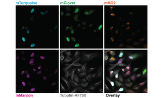 Figure 1. Five-color imaging on fixed Fucci4 HeLa cells. Images are sum intensity projections taken with a 100X, NA 1.45 oil immersion objective and a 25 mm FOV Kinetix camera. Recorded on a Nikon Ti2 microscope equipped with a CrestOptics X-light v3 spinning disk confocal scanner, a Lumencor CELESTA Light Engine, and a Teledyne Photometrics Kinetix sCMOS camera. Fucci4 is an indicator for cell cycle position based on cell cycle-dependent expression of the fluorescent proteins mTurquoise, mClover, mKO and mMaroon. Image credit: Javier Casares, D-BSSE, ETH Zurich.