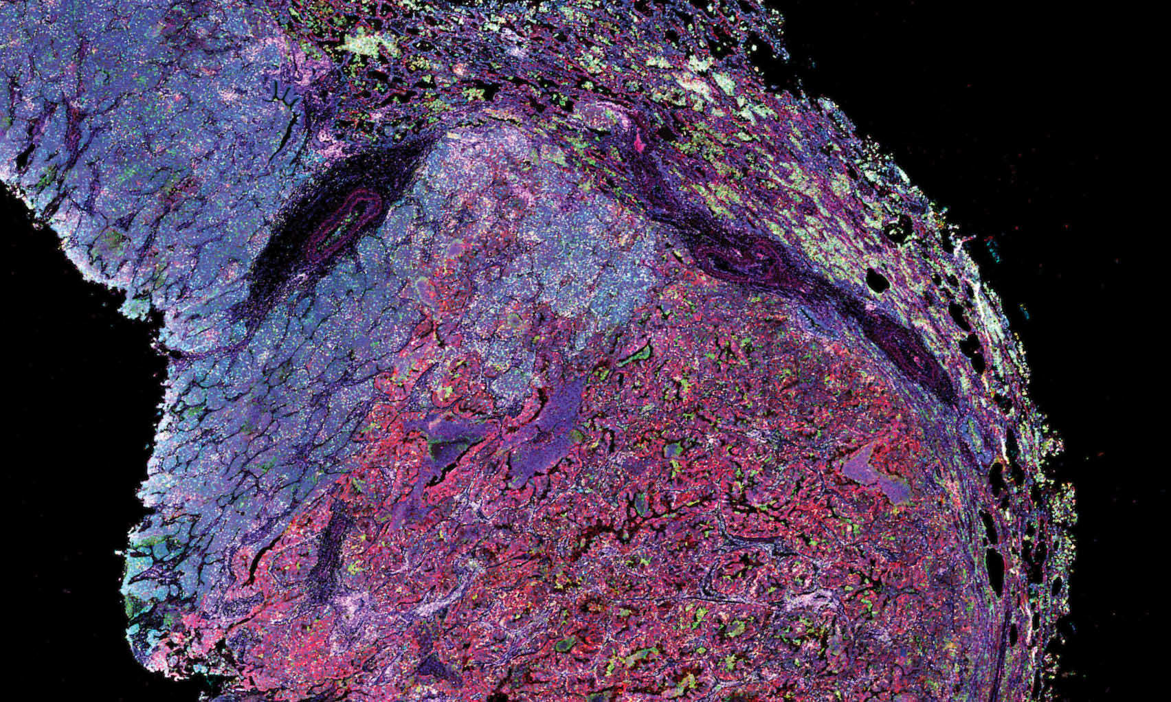 Intensity and Pulse Width Control for Stroboscopic Illumination Lumencor