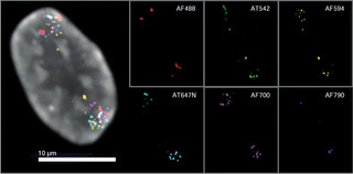 Figure 1. Localization of 16 FISH probes in a single retinal pigment epithelial (RPE) cell nucleus. Individual images for each of the 6 fluorophores used to construct the combinatorially color encoded composite image are shown in the panels on the right. Gray represents DNA stained with Hoechst 33342.  Reproduced from [2] under CC BY 4.0.