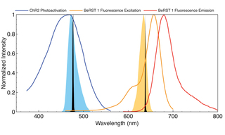Figure 1. Output spectra of 472 nm (blue fill) and 635 nm (orange fill) LEDs and 477 nm and 639 nm diode lasers (black fills) superimposed on photoactivation spectrum of ChR2 and fluorescence excitation spectrum of VSD BeRST 1.